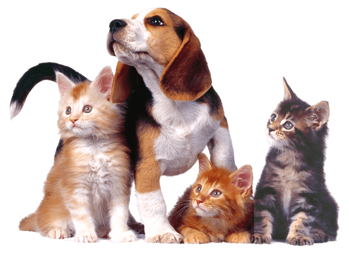 Petshop Terlengkap Di Depok, Grooming Anjing Kucing Terbaik Di Depok