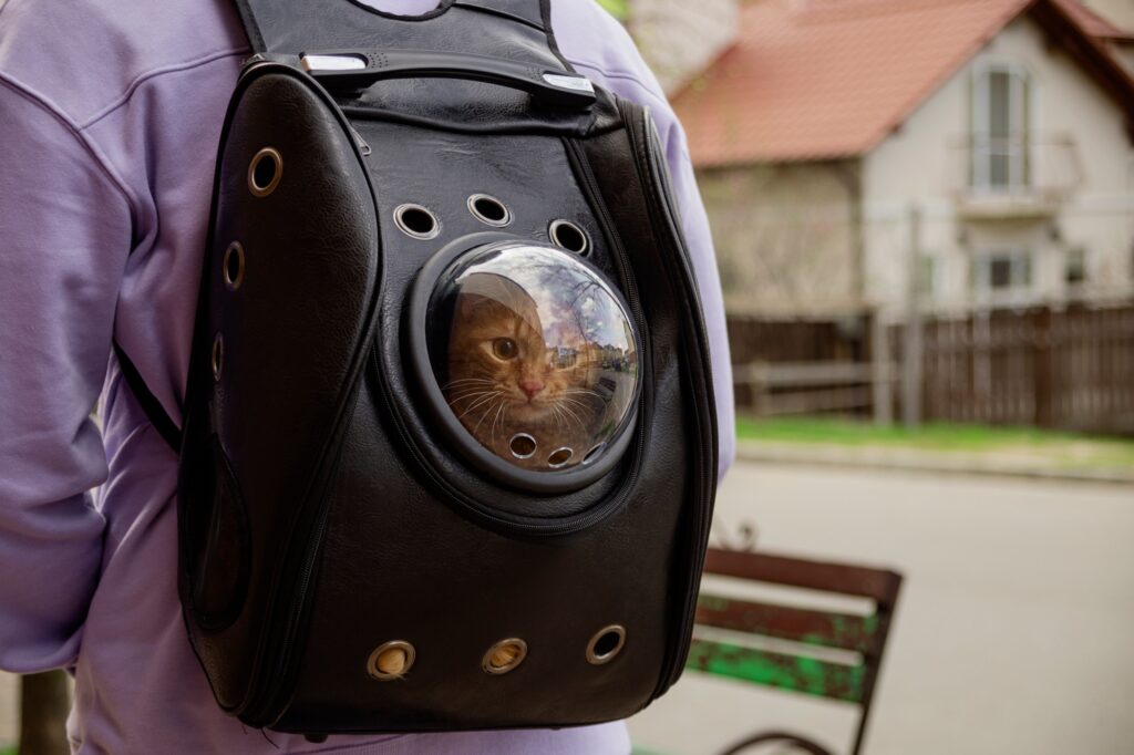 cat carrier backpack with red cat walking on street.