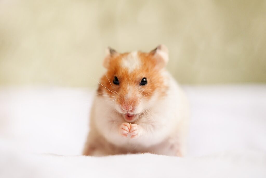 Cute domestic hamster eats corn, close-up