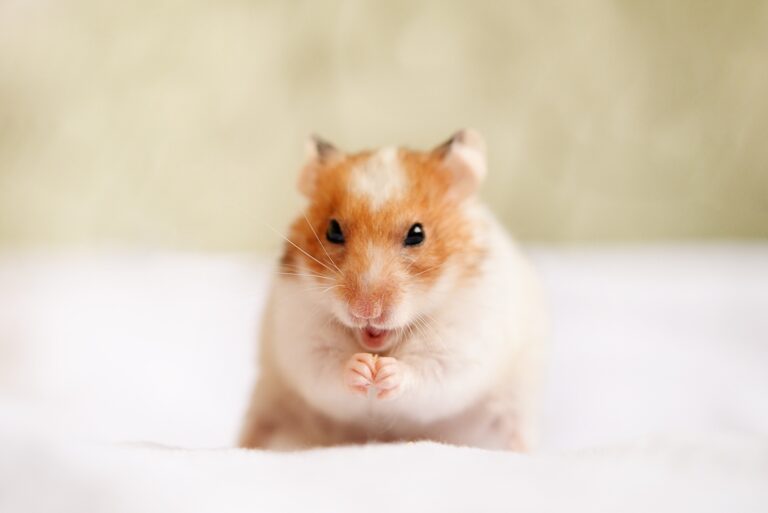 Cute domestic hamster eats corn, close-up