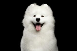 Natures Protection Superior Care White Dogs