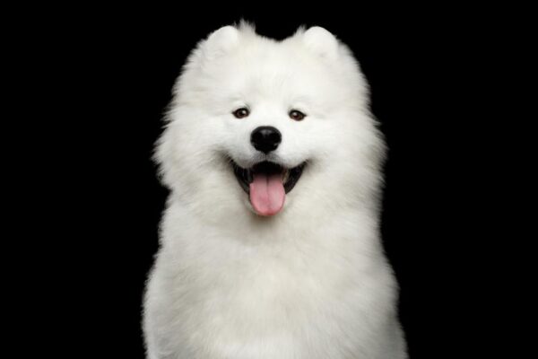Natures Protection Superior Care White Dogs