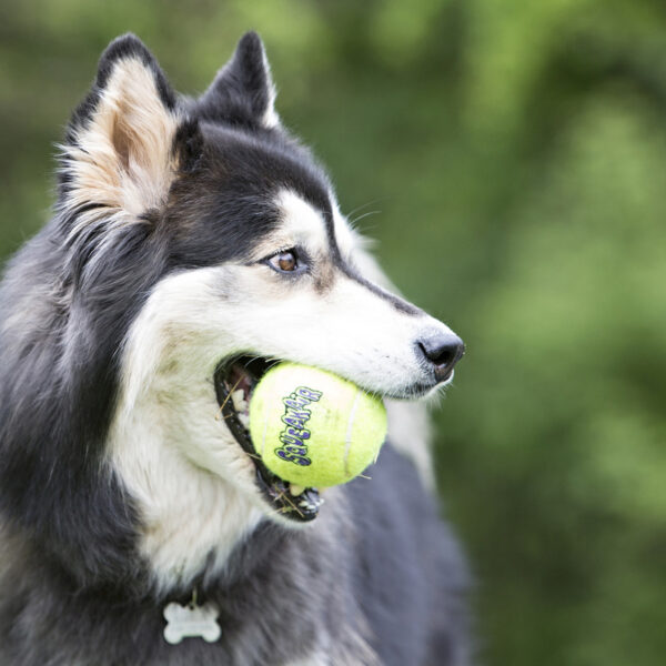KONG Air Dog Squeaker Tennis Ball 3 Pack Medium