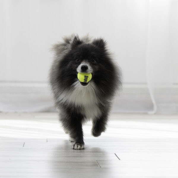 KONG Air Dog Squeaker Tennis Ball 3 Pack Extra Small - Gambar 2