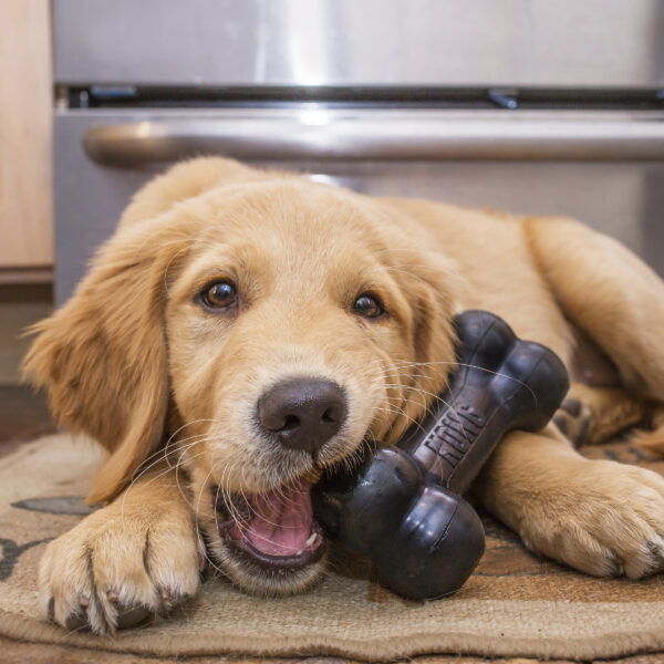 KONG Extreme Goodie Bone Dog Toy - Gambar 4