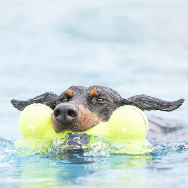 KONG AirDog Squeaker Bone Dog Toys - Gambar 4