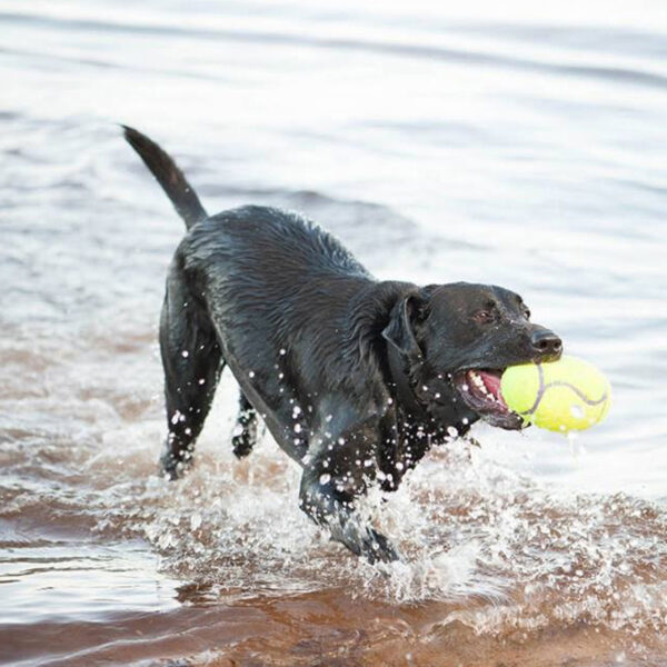KONG AirDog Squeaker Football - Gambar 7
