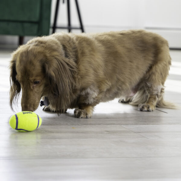 KONG AirDog Squeaker Football - Gambar 6