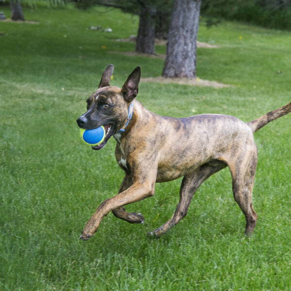 KONG Ultra SqueakAir Balls Dog Toy - Gambar 4