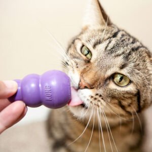 Mainan kucing terbaik penuh interaksi