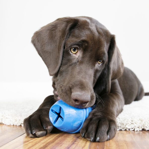 KONG Genius Leo Dog Toys - Gambar 2