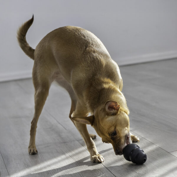 KONG Extreme Dog Toys - Gambar 4