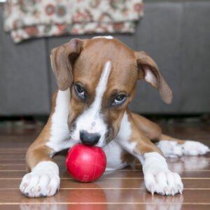 KONG Dog toy mainan anjing terbaik