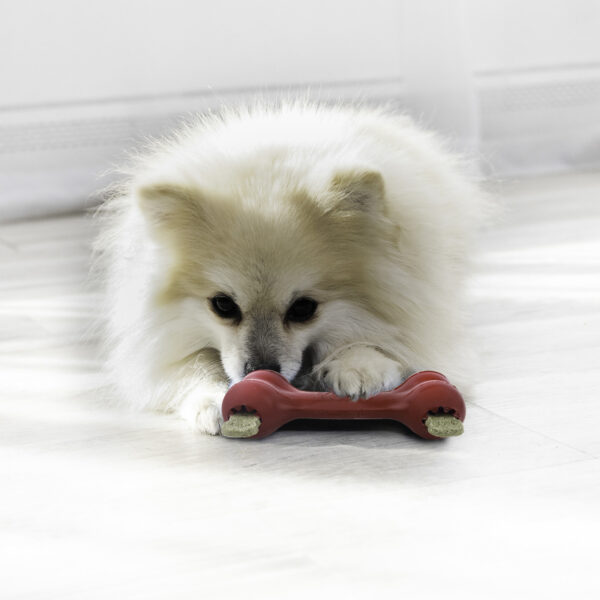 KONG Goodie Bone Dog Toy Small - Gambar 5