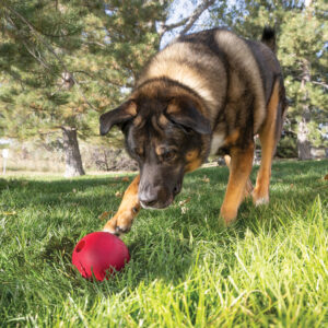 KONG Dog toy mainan anjing terbaik