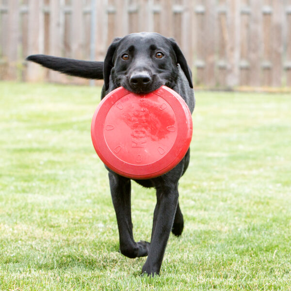 KONG Flyer Dog Toys - Gambar 3