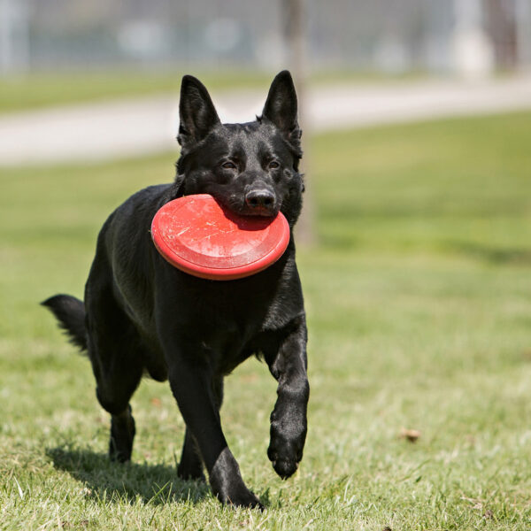 KONG Flyer Dog Toys - Gambar 2