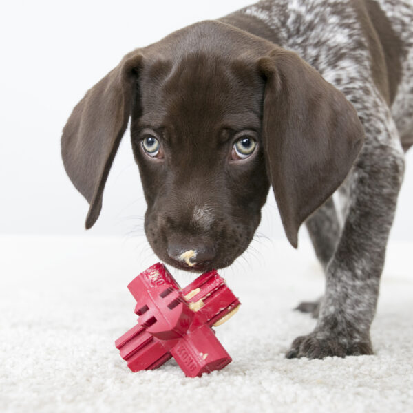 KONG Jump'N Jack Dog Toys - Gambar 2