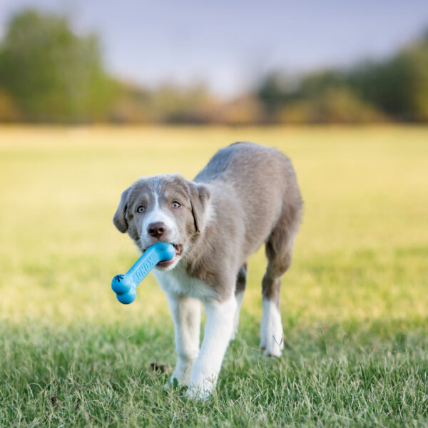 KONG Puppy Goodie Bone Small Pink - Gambar 5