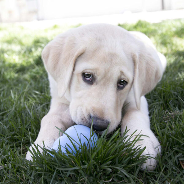 KONG Puppy Dog Toys Mainan Anak Anjing - Gambar 2