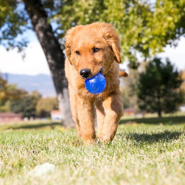 KONG Squeezz Crackle Ball Dog Toys - Gambar 6