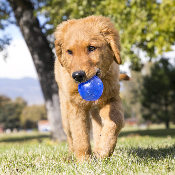 KONG Squeezz Ball Dog Toys - Gambar 2