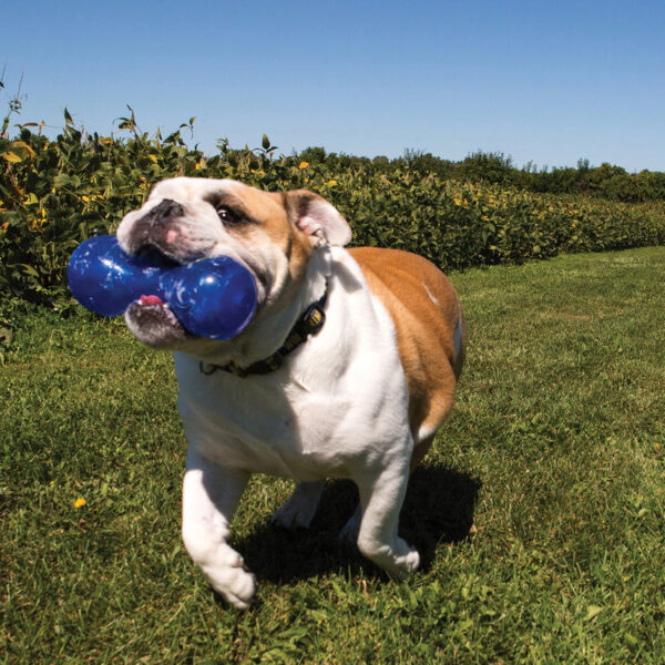 KONG Squeezz Dumbbell Dog Toys - Gambar 7