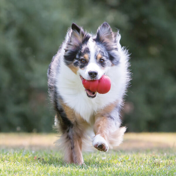 KONG Classic Dog Toys - Gambar 5