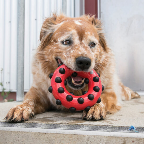 KONG Dotz Circle Dog Toys - Gambar 4