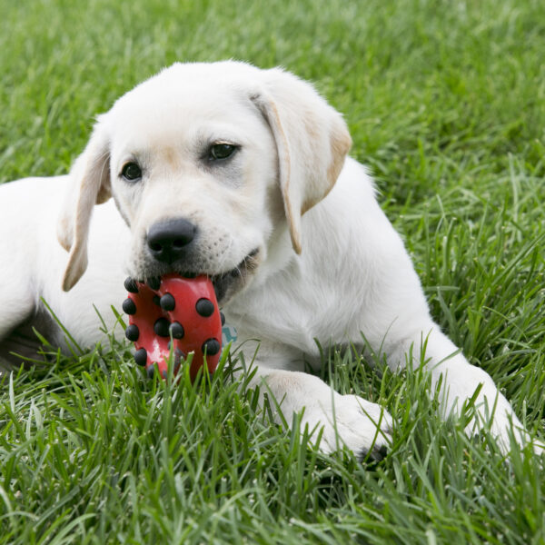 KONG Dotz Triangle Dog Toys - Gambar 3