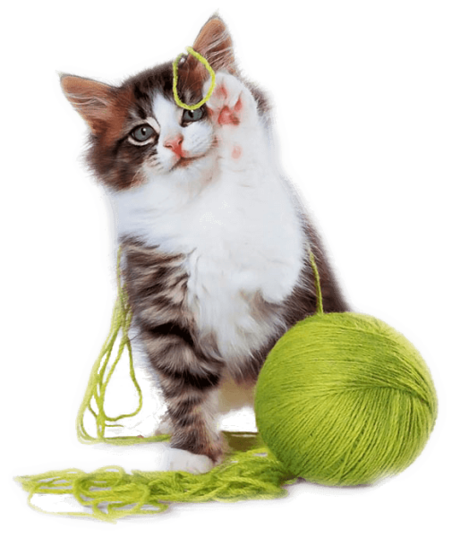 Kucing Depok, Anjing Depok, Makanan Kucing Depok